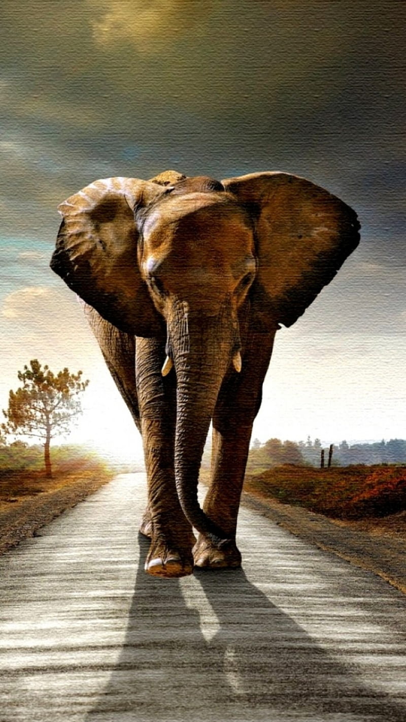 Animal, elephant, fauna, forest, jungle, HD phone wallpaper
