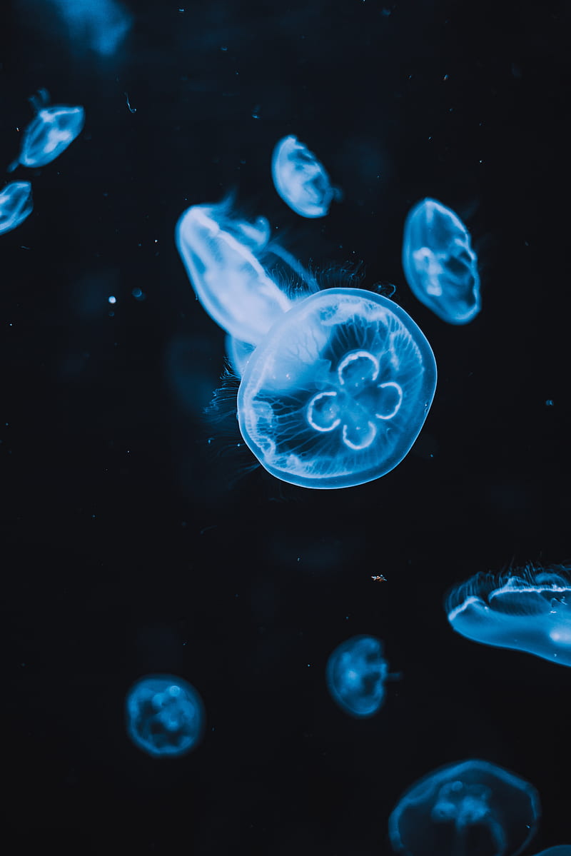 jellyfish, tentacles, glow, water, black, HD phone wallpaper