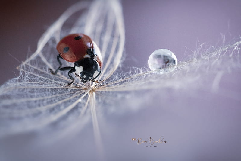 Ladybug by Rina Barbieri, dandelion, ladybug, rina barbieri, seed, macro, inscet, HD wallpaper