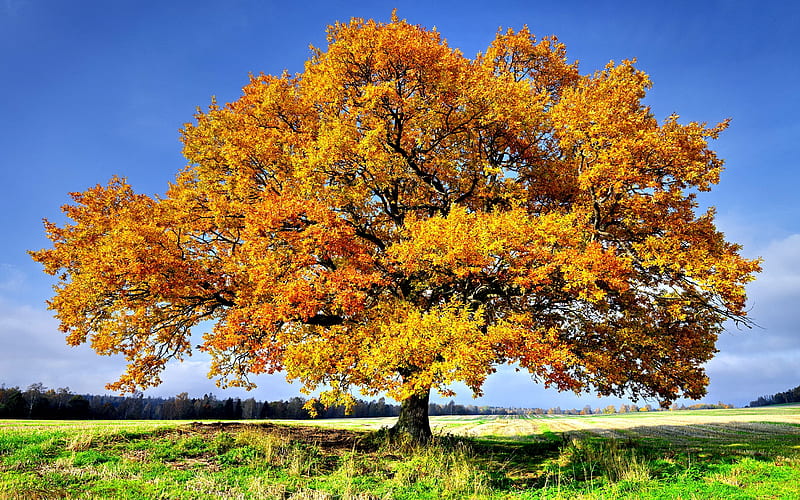 OAK TREE from SWEDEN, nature, autumn, sweden, landscape, HD wallpaper