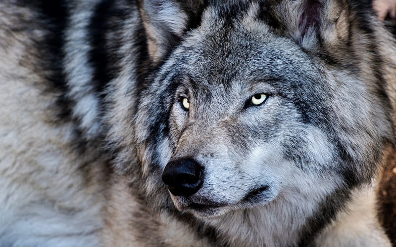 wolf, predator, winter, wildlife, dangerous animals, forest inhabitants, HD wallpaper