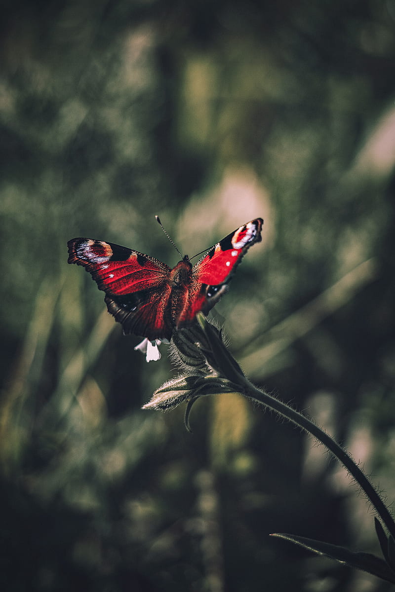 peacock butterfly, butterfly, wings, focus, HD phone wallpaper