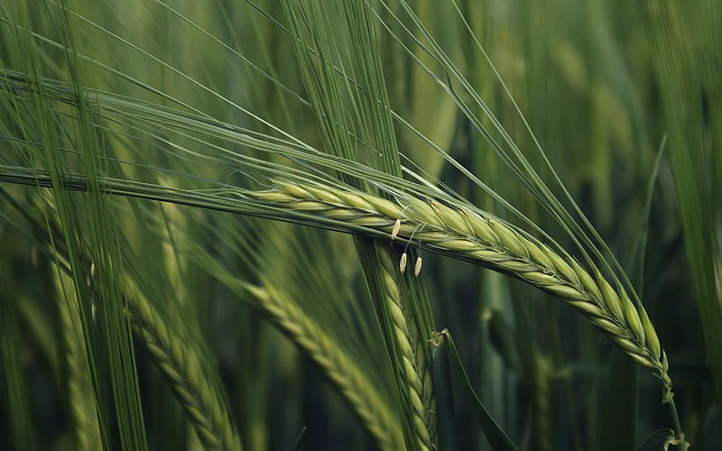 Green Wheat Closeup, HD wallpaper