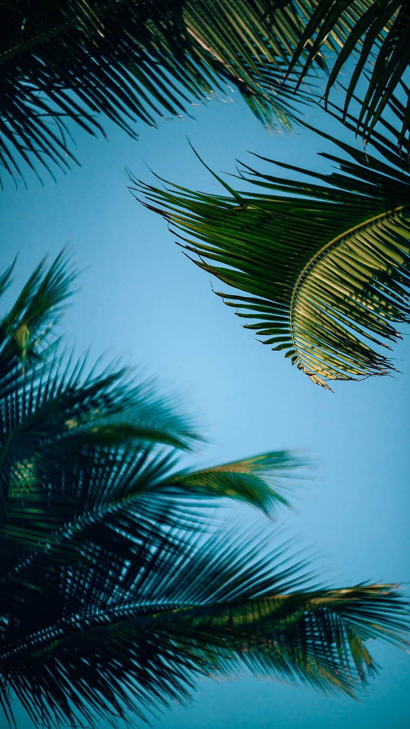 Aesthetic pc wallpaper 4k - palm leaves