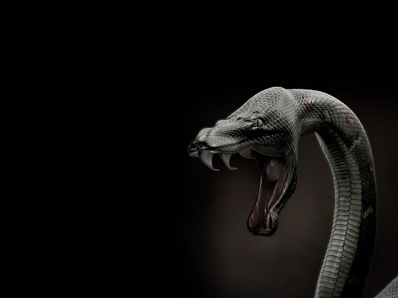 animal, snake, HD wallpaper | Peakpx