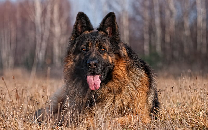 German Shepherd, bokeh, autumn, close-up, cute animals, lawn, dogs, German Shepherd Dog, pets, HD wallpaper