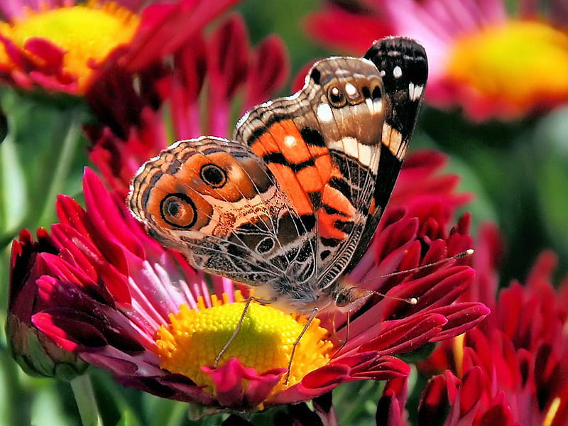 Beautiful Butterfly, butterfly, flower, insect, color, garden, nature, animal, HD wallpaper