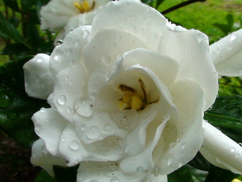 Magnolia húmeda, flores, magnolia, naturaleza, flor blanca, Fondo de  pantalla HD | Peakpx