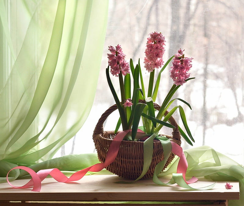 Window hyacinths, windows, hyacinths, still life, decoration, basket, flowers, spring, HD wallpaper