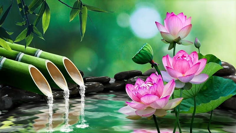 Waterlily, Pond, Lotus, Bamboos, Relaxing, Water, Reflection, HD wallpaper