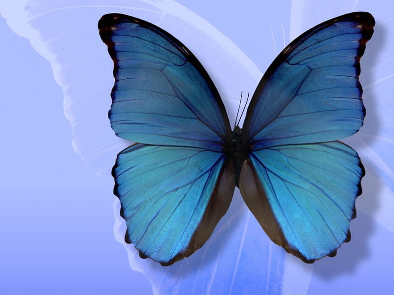 BLUE BUTTERFLY, wings, butterfly, insect, blue, HD wallpaper | Peakpx