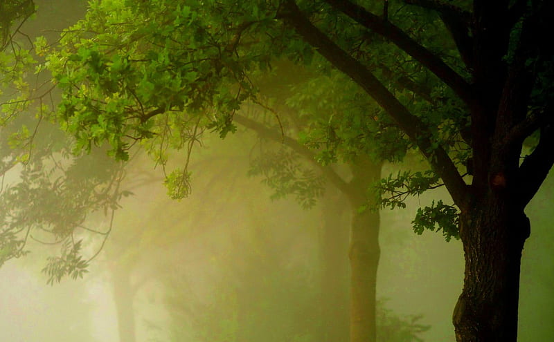 Green Nature, foggy, forest, jungle, mist, road, trees, HD