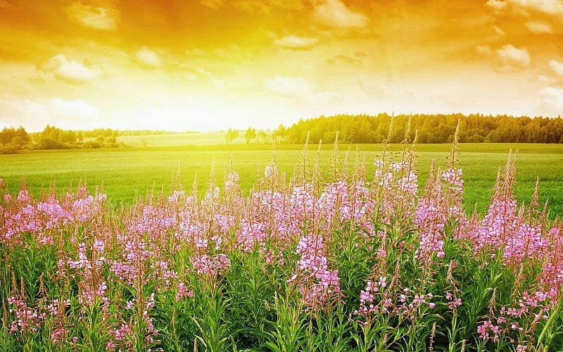 Field of Flowers and Summer Sunset, summer, flowers, nature, sunset ...