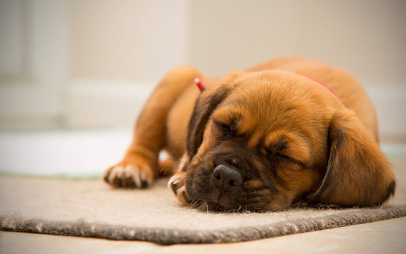 Boxer puppy, pets, sleeping dog, cute animals, dogs, Boxer Dog, HD wallpaper