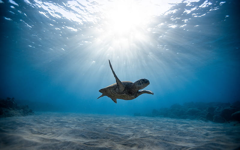 turtle, underwater world, ocean, turtle under water, HD wallpaper