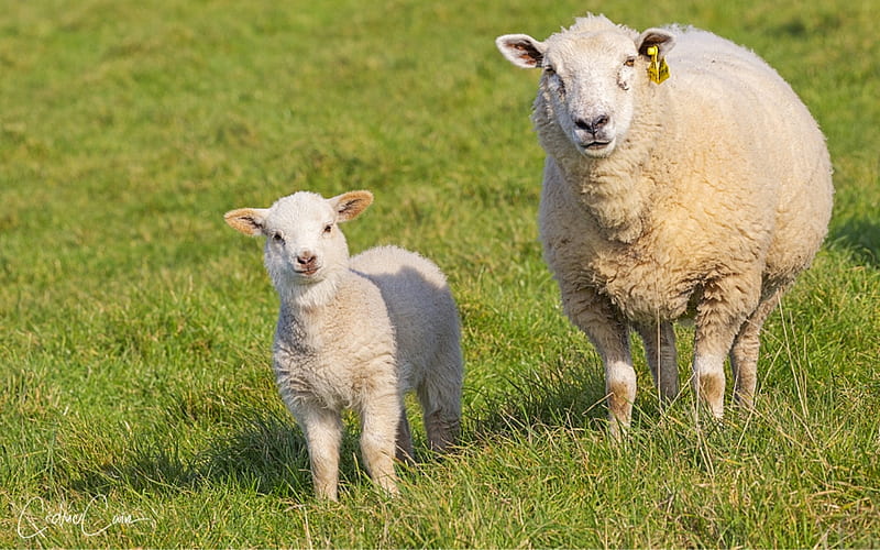 Sheep, lamb, mother, baby, HD wallpaper