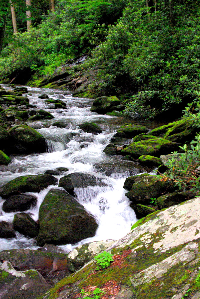 river, stones, stream, moss, bushes, HD phone wallpaper