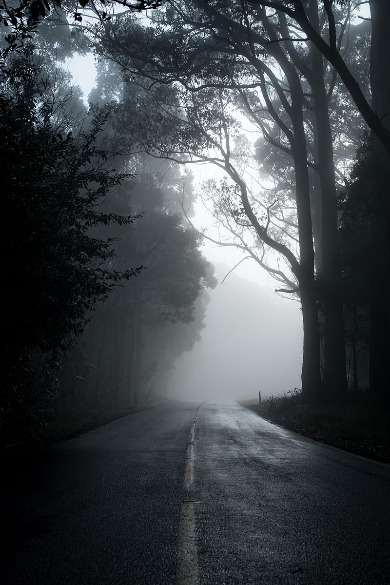 dark forest, road, fog, mood, trees, Landscape, HD phone wallpaper