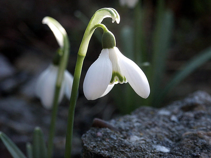 Campanilla blanca, lindo, flor blanca, flor, naturaleza, bonito, primavera,  pequeño, Fondo de pantalla HD | Peakpx