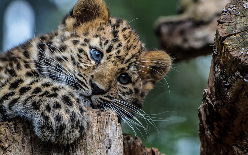 Young and wild, cute, wild, cub, cat, animal, HD wallpaper