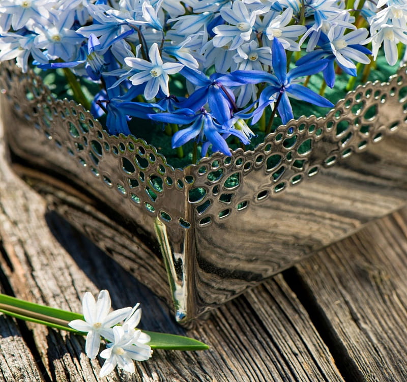 Happy spring!, hyacinth, flower, spring, white, wood, blue, HD wallpaper