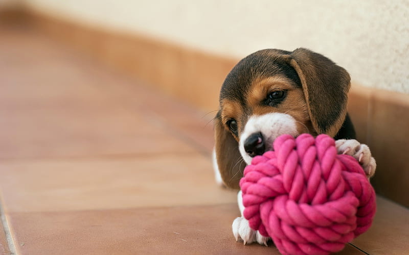 Beagle Dog, puppy, pets, dogs, ball of threads, cute animals, Beagle, HD wallpaper
