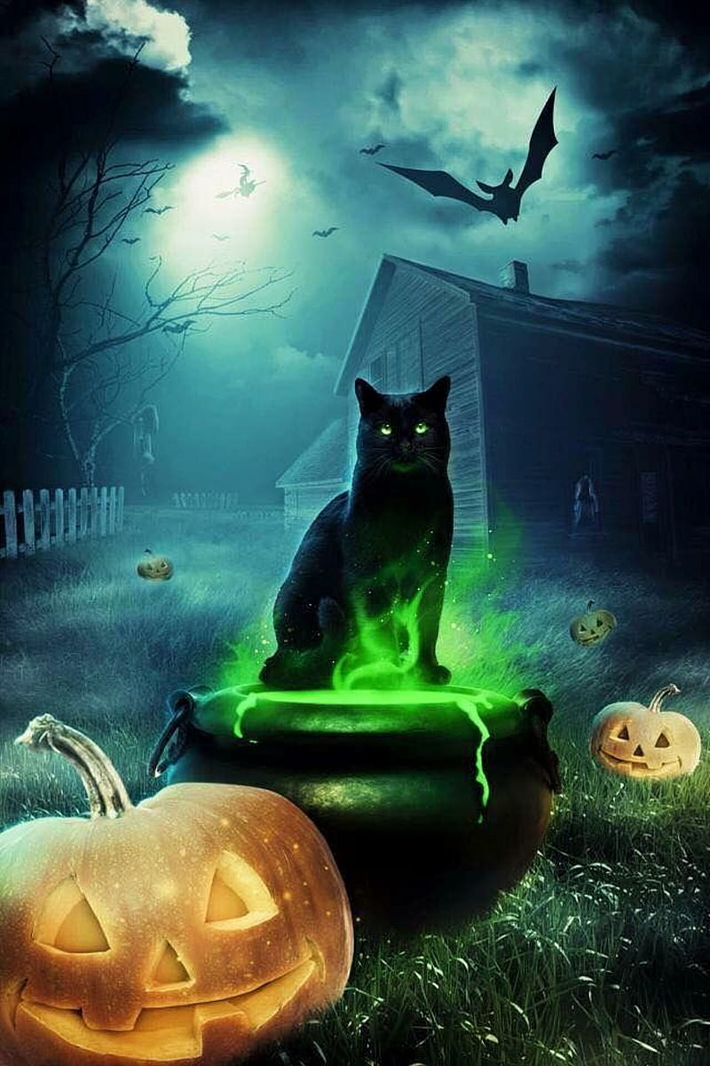 Halloween, cat, halloween favorites, spooky, black, bat, pumkin, HD phone wallpaper