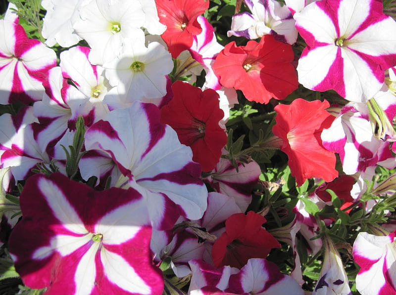 Petunias all sorts, red, graphy, Petunias, green, Flowers, white, HD wallpaper