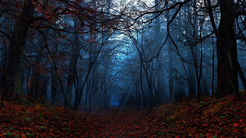 Forest - autumn, forest, autumn, leaves, Tree, mist, HD wallpaper | Peakpx