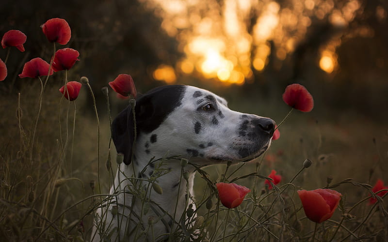Dalmatian, red, poppy, caine, black, summer, flower, white, dog, HD wallpaper