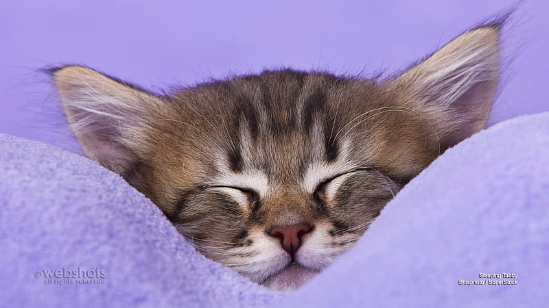 All snuggled up, cute, purple, blanket, cat, kitten, sleepy, HD wallpaper