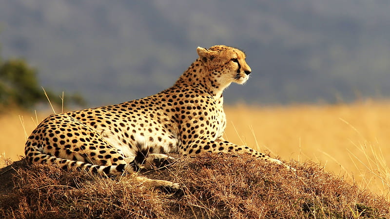 Cheetah , aka Hunting Leopard, Cheetah, Height up to 35 inches at shoulder, Weighs 46 to 159 pounds, HD wallpaper