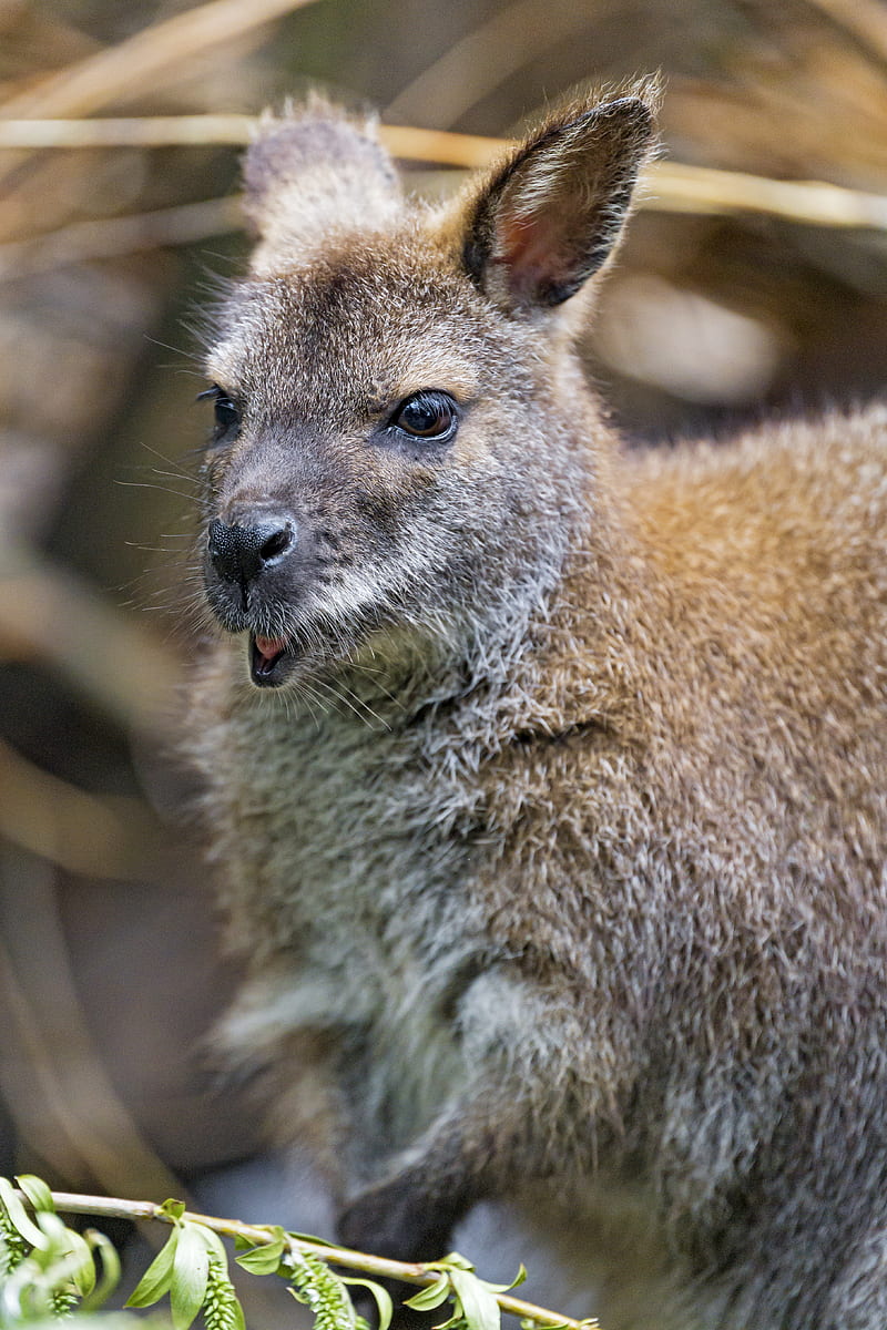 kangaroo, cub, small, cute, animal, HD phone wallpaper