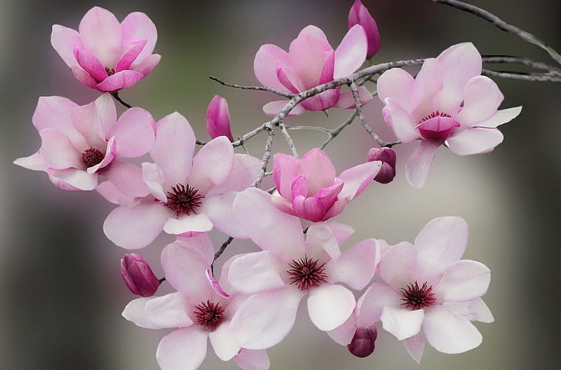 Magnolia blossoms, magnolia, lovely, scent, bonito, spring, fragrance, tree, blossoms, flower, flowering, blooming, branches, HD wallpaper