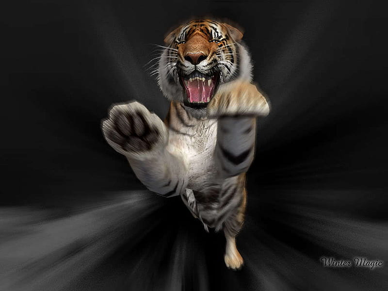 Tiger Attack, claws, mouth, orange, black, agression, gris, white, attack, teeth, HD wallpaper