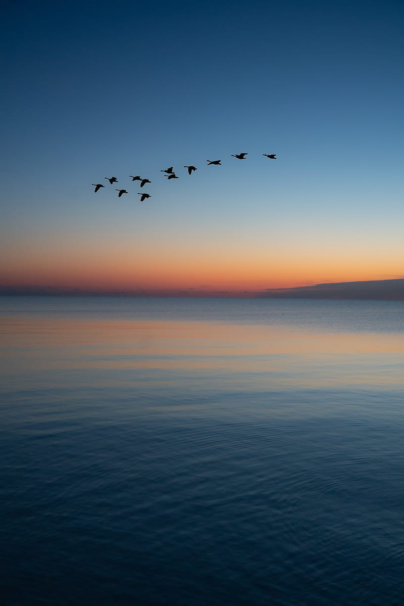 birds, flock, sunset, twilight, water, HD phone wallpaper