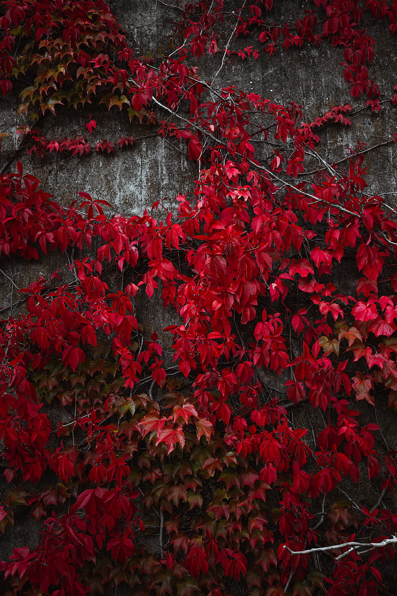 ivy, leaves, plant, red, autumn, HD phone wallpaper