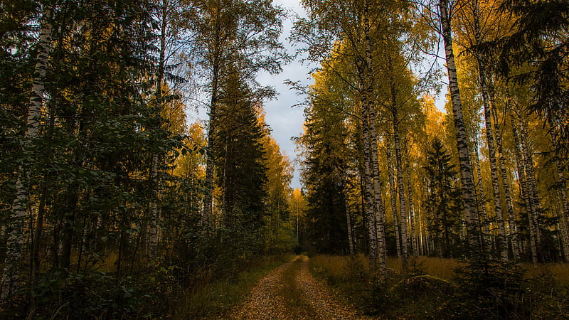Path In Birch Fall Forest Spruce Nature, HD wallpaper