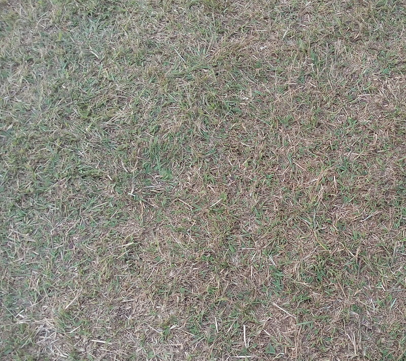 Dry Grass, backyard, green, HD wallpaper