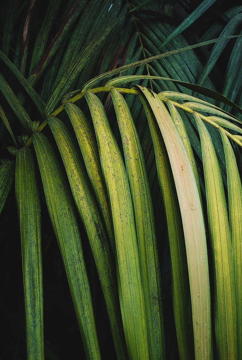 palm, leaves, branch, plant, green, HD phone wallpaper