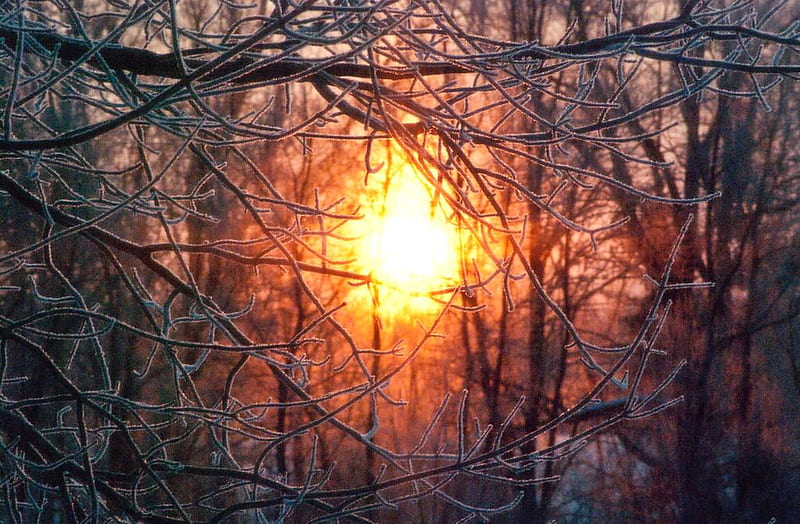 Through frost branches, forest, glow, sun, bonito, sunset, trees, winter, gold, nature, sesons, branches, landscape, frost, HD wallpaper
