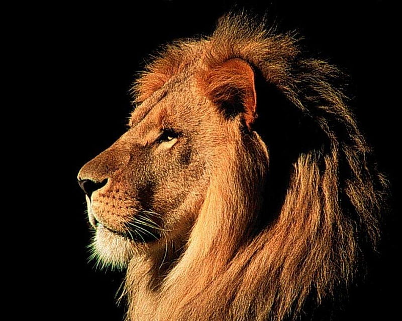 Lion , head, male lion, lion head, cat, lion, HD wallpaper