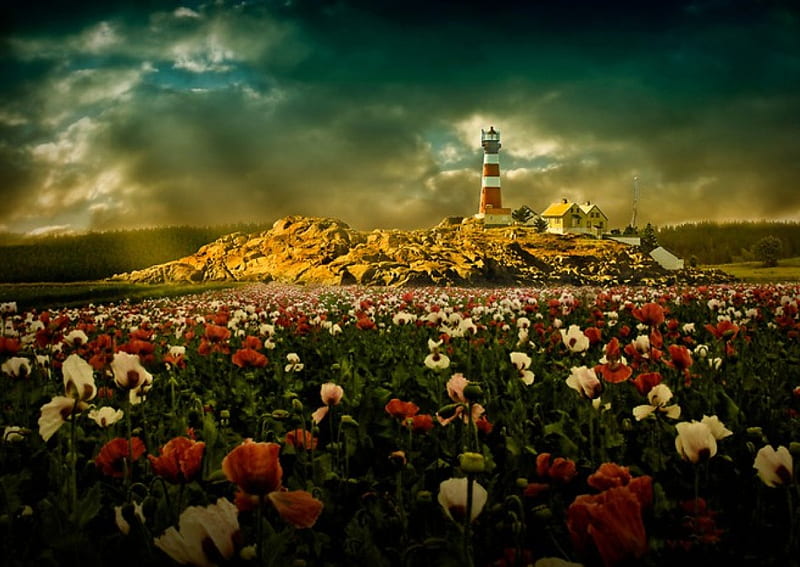 Imaginary landscapes, Imaginary, landscapes, flowers, field, lighthause ...