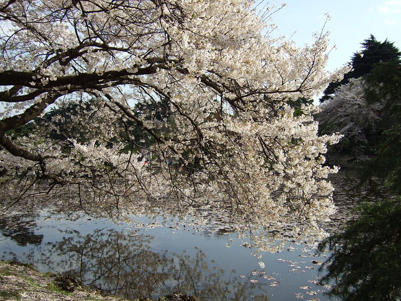 Shinjuku Gyoen, sakura, shinjuku, japanese, spring, park, lake, tree, blossom, japan, garden, nature, cherry, HD wallpaper