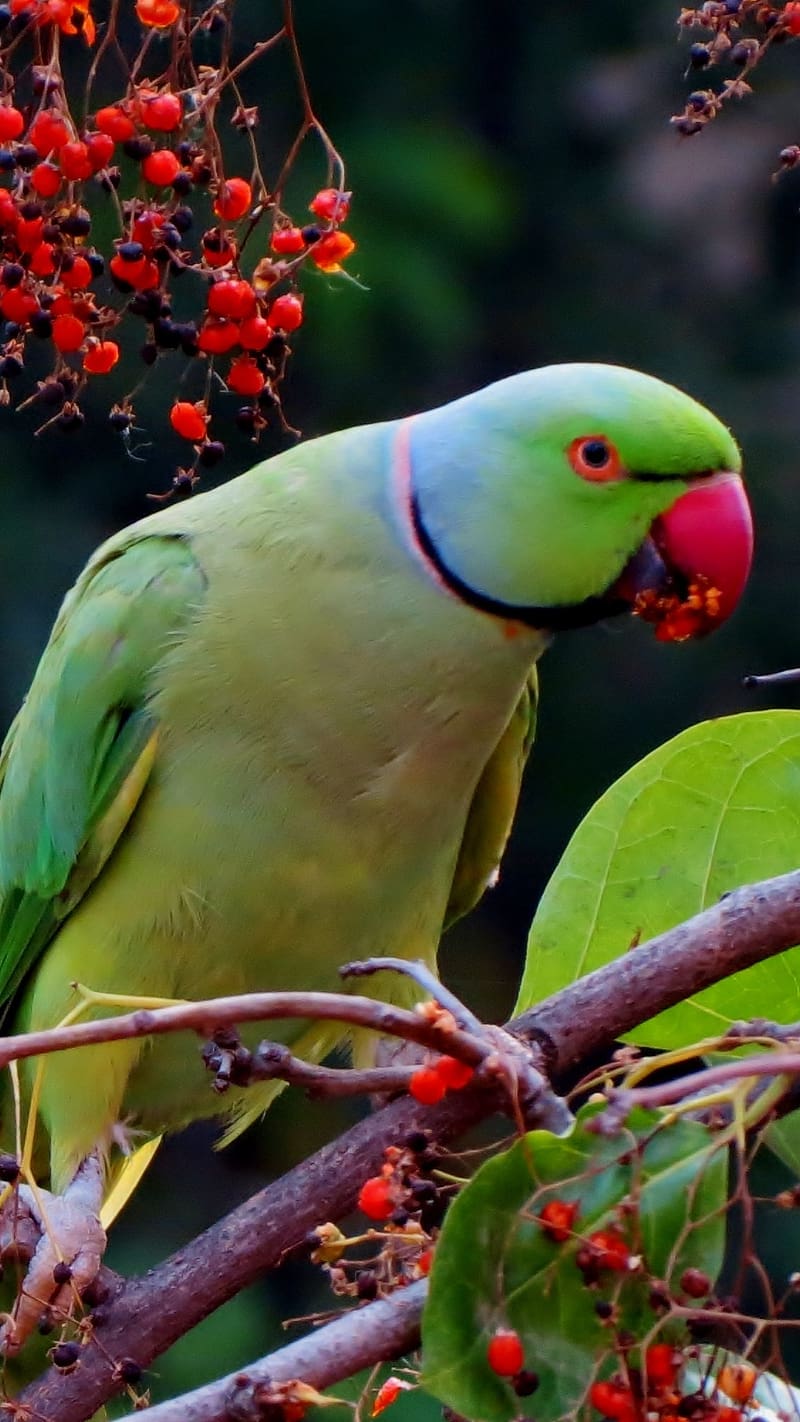 Parrot Live, Green Parakeet, indian parrot, HD phone wallpaper