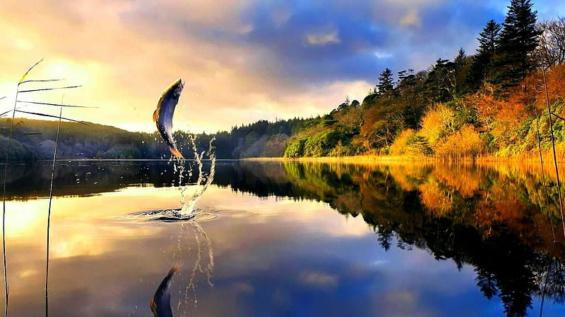 beautiful trout leaping in a lake, forest, splash, autumn, fish, reflection, lake, HD wallpaper