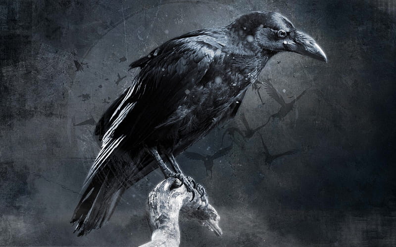 black raven, darkness, birds, art, creative, raven, grunge, HD wallpaper