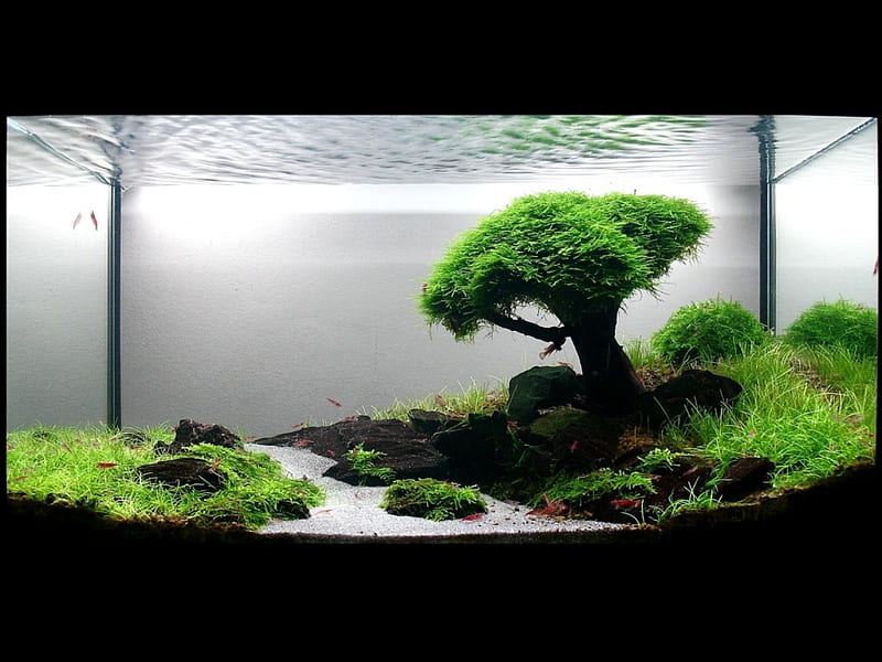 Fish Tank Dreams, tree, green, rock, grass, fish, feild, HD wallpaper