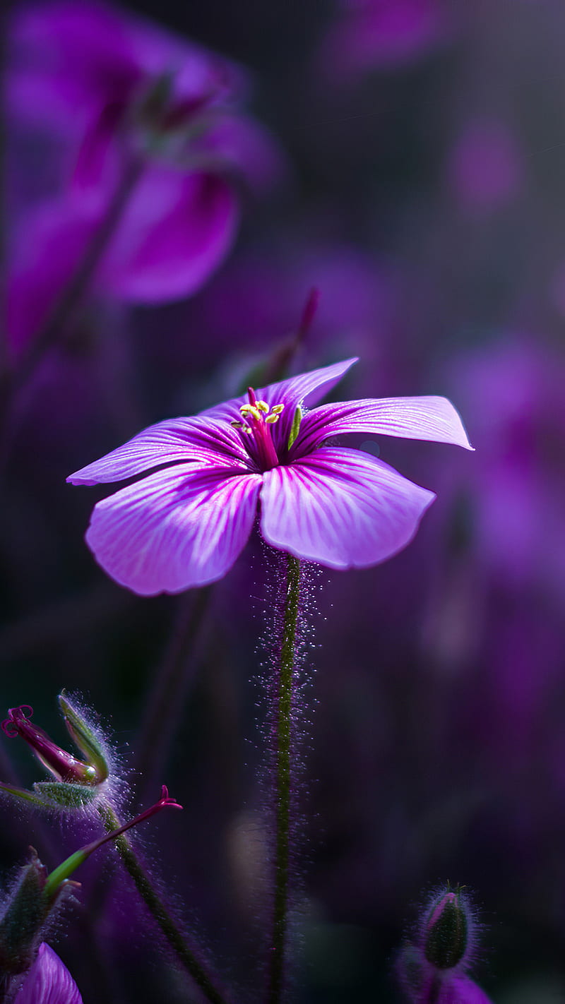 Purple Flowers , macro, nature, bonito, HD phone wallpaper