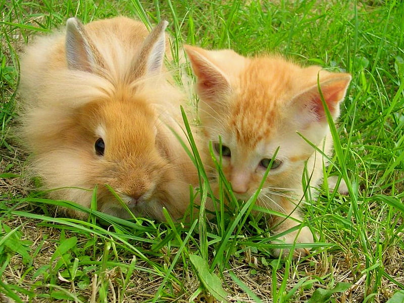 Fluffy Friends, Bunny, Kitten, Animals, Grass, HD wallpaper | Peakpx